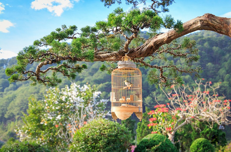 Khu vườn bonsai lá kim ở QUE Garden. Ảnh: QUE Garden. Khu vườn bonsai lá kim ở QUE Garden. Ảnh: QUE Garden.